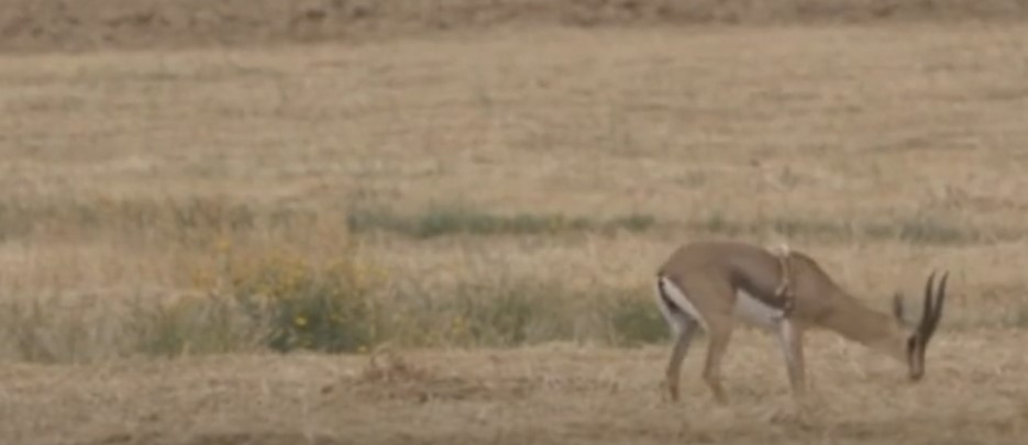 Phát hiện linh dương 6 chân chạy nhảy tại khu bảo tồn ở Israel 
